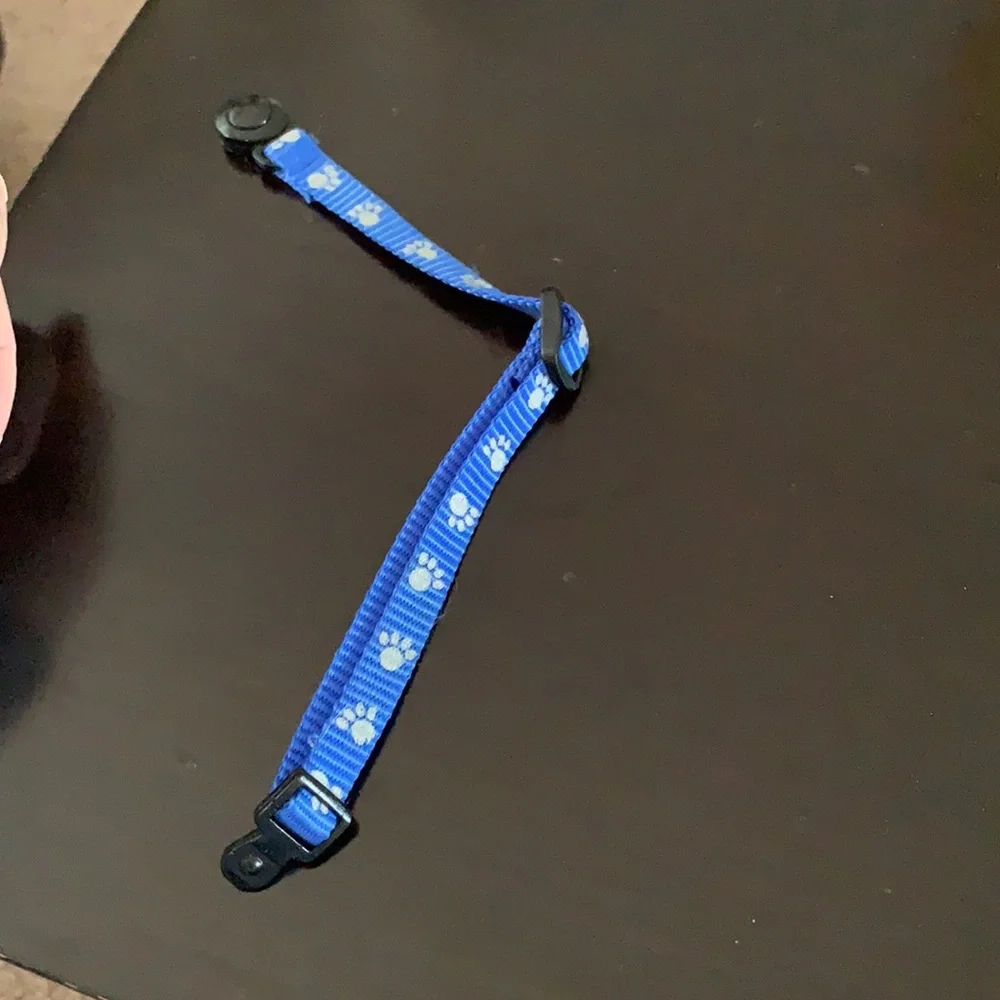 Kitten Collar